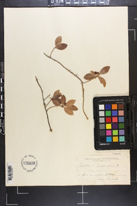 Gaultheria procumbens image