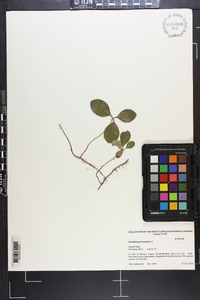 Gaultheria procumbens image