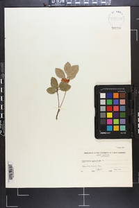 Gaultheria procumbens image