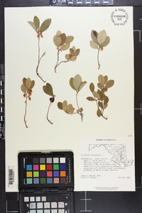 Gaultheria procumbens image