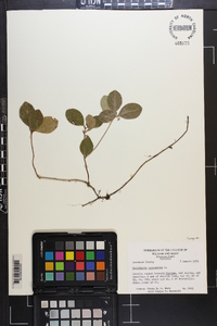 Gaultheria procumbens image