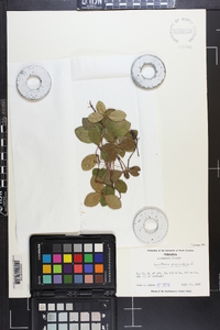 Gaultheria procumbens image