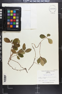 Gaultheria procumbens image