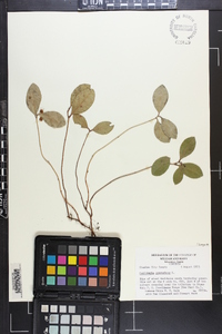 Gaultheria procumbens image