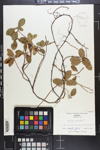 Gaultheria procumbens image