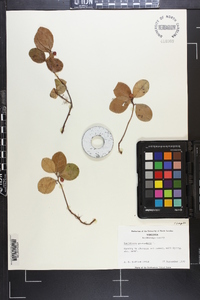 Gaultheria procumbens image