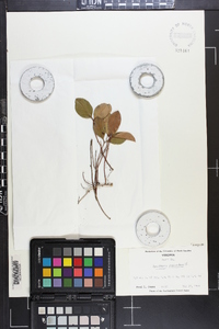 Gaultheria procumbens image