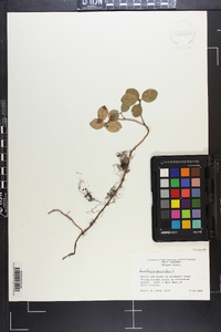 Gaultheria procumbens image