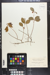 Gaultheria procumbens image