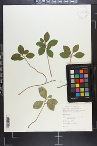 Gaultheria procumbens image