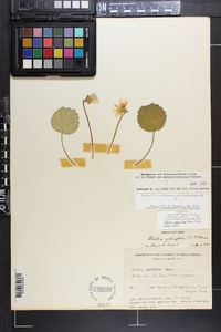 Shortia galacifolia image