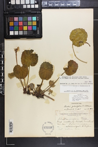 Shortia galacifolia image