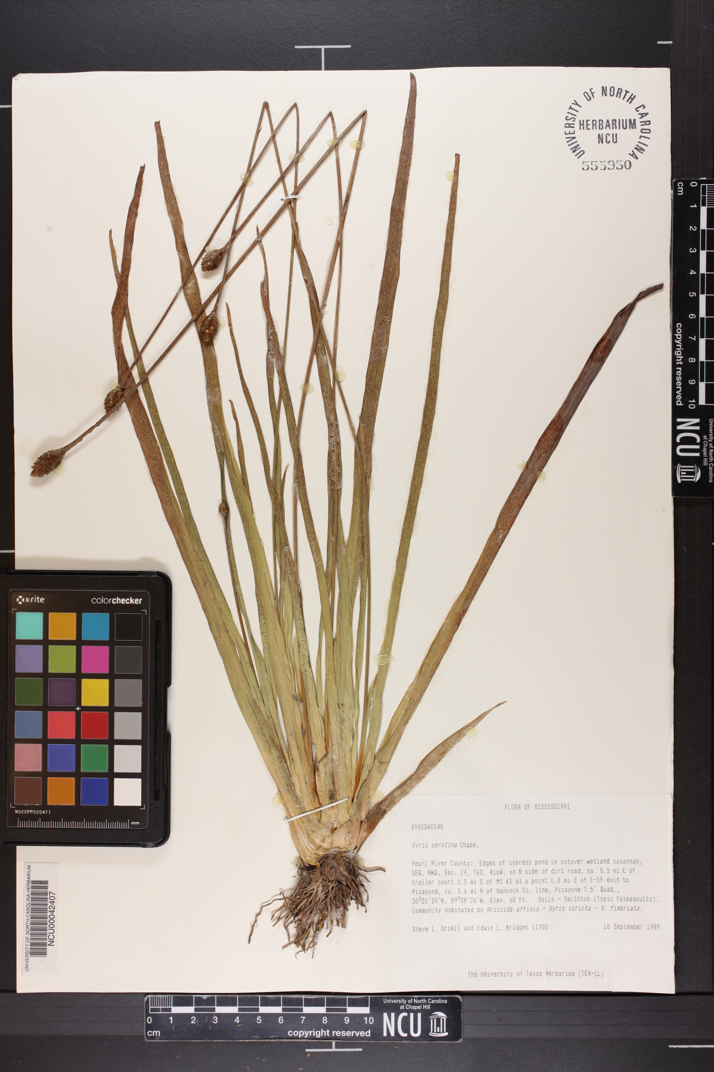 Xyris serotina image