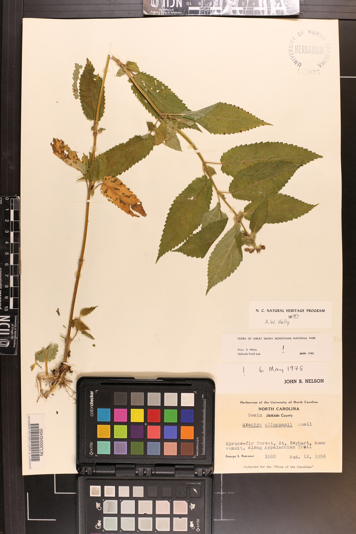 Stachys clingmanii image