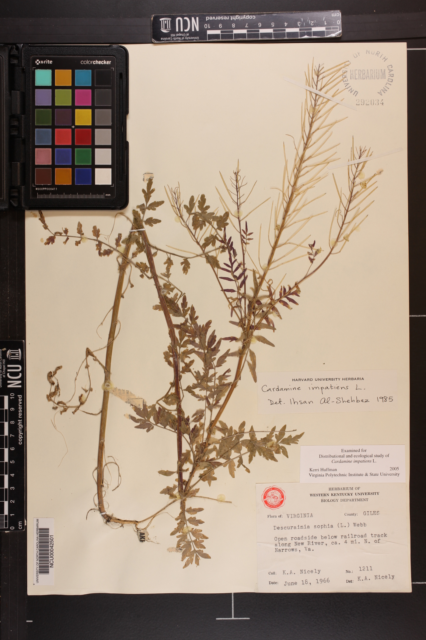 Cardamine impatiens image