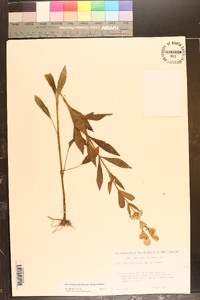 Macbridea caroliniana image