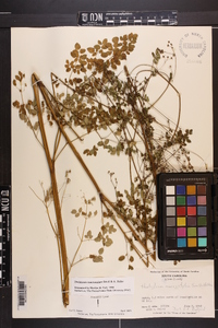 Thalictrum macrostylum image