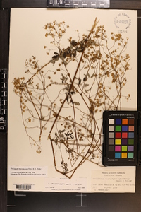 Thalictrum macrostylum image