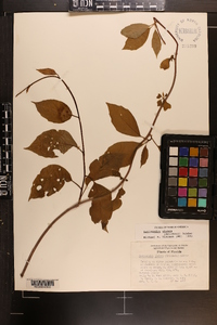 Schisandra glabra image