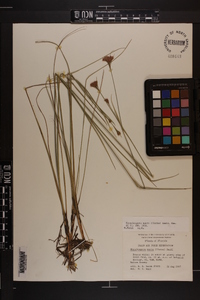 Rhynchospora macra image