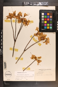 Rhododendron vaseyi image