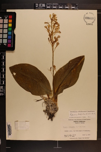 Liparis liliifolia image