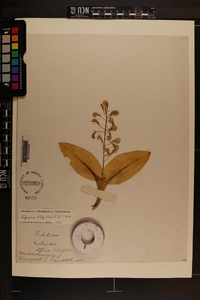 Liparis liliifolia image