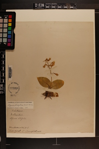 Liparis liliifolia image