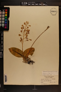 Liparis liliifolia image