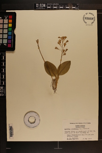 Liparis liliifolia image