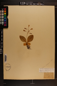 Liparis liliifolia image