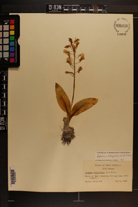 Liparis liliifolia image