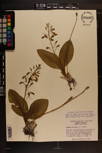 Liparis liliifolia image