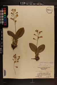 Liparis liliifolia image