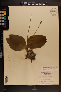 Liparis liliifolia image