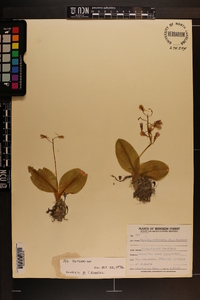 Liparis liliifolia image