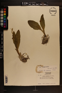 Liparis liliifolia image