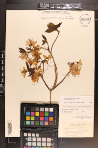 Rhododendron vaseyi image