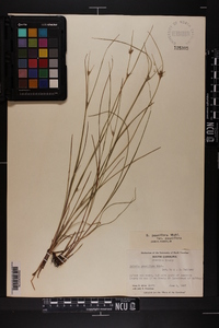 Scleria pauciflora image