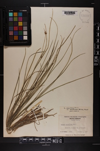 Scleria pauciflora var. caroliniana image