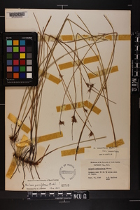 Scleria pauciflora var. pauciflora image