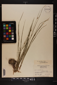 Scleria pauciflora image