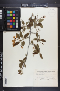 Malus angustifolia image