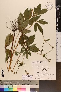 Sanicula canadensis var. grandis image