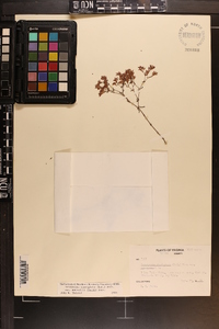 Paronychia fastigiata var. nuttallii image