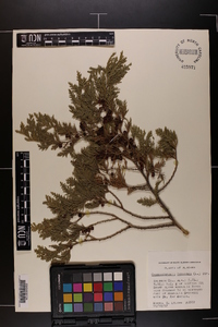 Chamaecyparis thyoides image