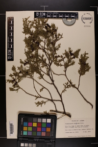 Chamaecyparis thyoides image