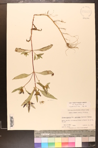 Bidens tripartita image