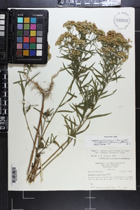 Euthamia lanceolata image