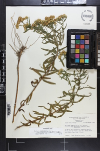 Euthamia lanceolata image